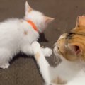 母になれなかった猫が『血の繋がっていない3匹の子猫』と出会った結果…