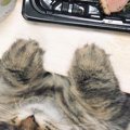 本物の猫だよね？『白目』部分が多くて『アニメ化』してしまった猫さ…