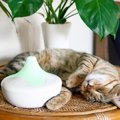 猫の乾燥対策に『加湿器』は使っていいの？愛猫が喜ぶ4つのメリットから使…