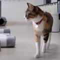 ついにやってきた♪新しいキャットタワーを見た猫ちゃんのリアクション…