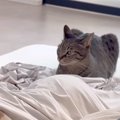 ５歳の女の子が高熱で寝こんでいたら、ネコが…泣けてしまうほど尊い『…