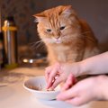 猫の『免疫力を高めたい』ときに効果的な食材4つ　与え方のコツや注意点ま…