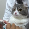 余裕の表情に漂う風格…！爪の切られ方を極めた猫ちゃんの流儀