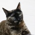 ママに甘えたいサビ猫…一生懸命アピールする『健気な様子』に「何でもした…