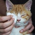 猫のケアは『コットン』がおすすめ♪4つの部位別ケア方法を要チェック！