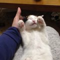 飼い主の『上で』猫が寝る理由５つ