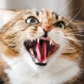『気性が荒い猫』に共通する5つの特徴　一緒に暮らすために気を付ける…
