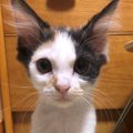 【愛情の証】保護猫さんの成長を追った４枚の写真が話題【感動】