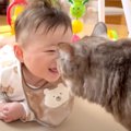 猫が『寝返りをマスターした赤ちゃん』に見せた行動…表情が変わる様子…