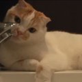 水遊びをしながら水を飲む猫さん