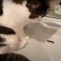 『猫あるあるを披露！』可愛いリアクションをする親子猫さん♪