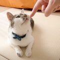 猫のおさわりマップ全部NGだったパパが『リベンジ』した結果…爆笑のリ…