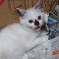 『白い子猫』を保護したら、３年後……衝撃の変化に「柄違いすぎて別猫ｗ」…