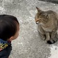 野良猫を発見した『1歳の男の子』→挨拶してみると……「可愛すぎて涙」…