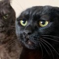 『耳は…いずこへ！？』耳が消えてしまった黒猫に気づいた同居猫のリア…