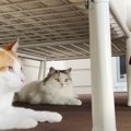 お気に入りのケリぐるみを洗ったら…猫ちゃんたちの反応は！？