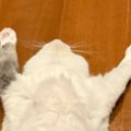 『廊下大好きな猫』が廊下に出た結果…思わず笑っちゃう『まさかの姿』…