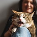 猫の『声に違和感』があるときに疑うべき原因4つ　異常が起きているサ…