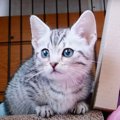 子猫がおうちにやってきた♡先輩猫の反応は？