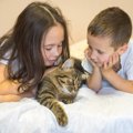猫の『見た目に変化』が起きる原因5選　表情や毛色などが別猫のように変わ…