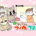 半分アメショのつくねとコナン【第134話】 「ティッシュケース」