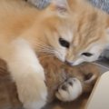 生後間もない赤ちゃん猫に子猫が…『抱きしめて離さない光景』が素敵すぎる…