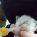 “顔が真っ白”な赤ちゃん猫→だんだん模様が浮かびあがってきて…まるで…