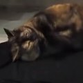 パパが1日着たTシャツの上にいた猫…『まさかの行動』に爆笑する人が続出「…