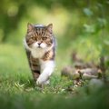 猫を飼うと起こりかねない『ご近所トラブル』3つ　他人事ではない？注…