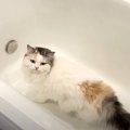 お水を求めて探検するはずが…大嫌いな場所に行ってしまう猫ちゃん