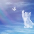愛猫を亡くした悲しみを和らげる『セルフケア』の方法4つ　ペットロスとの…