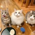 愛猫のためのちょい足し『トッピングご飯』５選