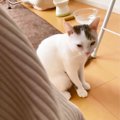 「起きたら犬が居ない…」寝起きの猫が『大好きな犬』が居ない事に気が…