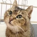 家に突然現れたかわいいトラ猫…保護され新しい猫生への一歩を進む！