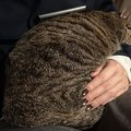 1時間ほど膝の上にいる猫→ぐっすり寝ててどかないなぁと思っていたら……