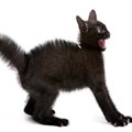 猫が『パニック』を引き起こす瞬間4選　不安になる原因や落ち着かせるため…