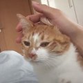 朝イチで始まる猫ちゃんの大好きアピール！