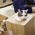 ハプニング発生！箱から出られなくなった猫ちゃんの予想外すぎる脱出…