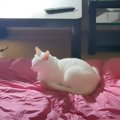 猫が娘との『別れ』を悟った結果…布団のうえで見せた『切なすぎる姿』…