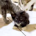 保護子猫が６匹の先住猫と初対面→みんなで近寄ってきて…微笑ましい『…