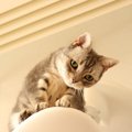 猫も『孤独』を感じる！5つの仕草・行動