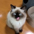 猫が鼻をぶーぶー鳴らす理由５つ