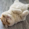『人に懐きやすい』とされている猫種5選　種類別の特徴から飼うときの注意…