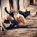 『野良猫・捨て猫』が減らない理由5つ　保護活動の現状や私たちにでき…