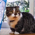 得意な遊び方を忘れちゃった？ひとり遊びを楽しむ猫さん♪