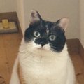 『廊下でドヤ顔をしていた猫』→まわりを見てみると…盛大なイタズラに…