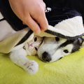 こたつを出したら、寒がりな猫と犬が……可愛すぎる『まさかの光景』に笑顔…