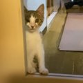 今は我慢の時…！お兄ちゃんに会いたい子猫ちゃん