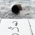 3つの紙を並べて赤ちゃん猫に『自分の名前』を選んでもらった結果…ほ…