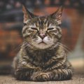 猫の『老化』はどのようにやって来る？飼い主が知ってきたいケア方法5つ